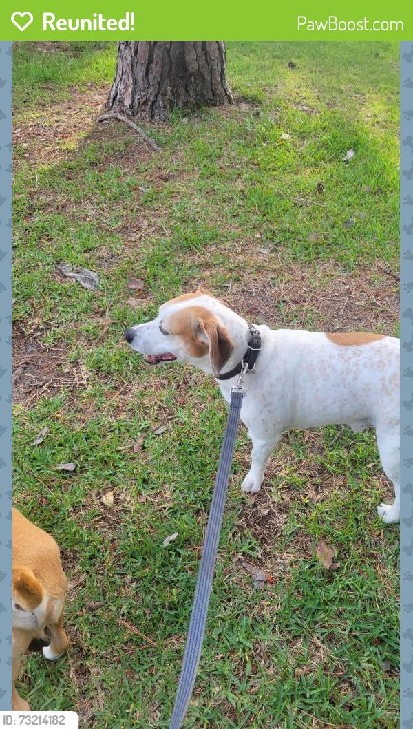 Reunited Male Dog last seen Country Club Rd and Evans St., New Bern, NC 28562