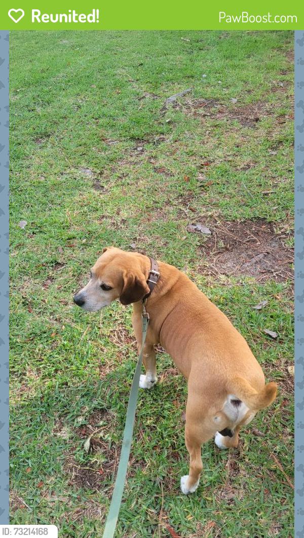 Reunited Male Dog last seen Country Club Rd and Evans St., not far from St.Paul's catholic church, New Bern, NC 28562