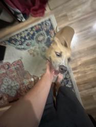 Reunited Female Dog last seen George English Park, Fort Lauderdale, FL 33305