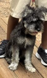 Reunited Male Dog last seen Frisco ranch drive, Frisco, TX 75034
