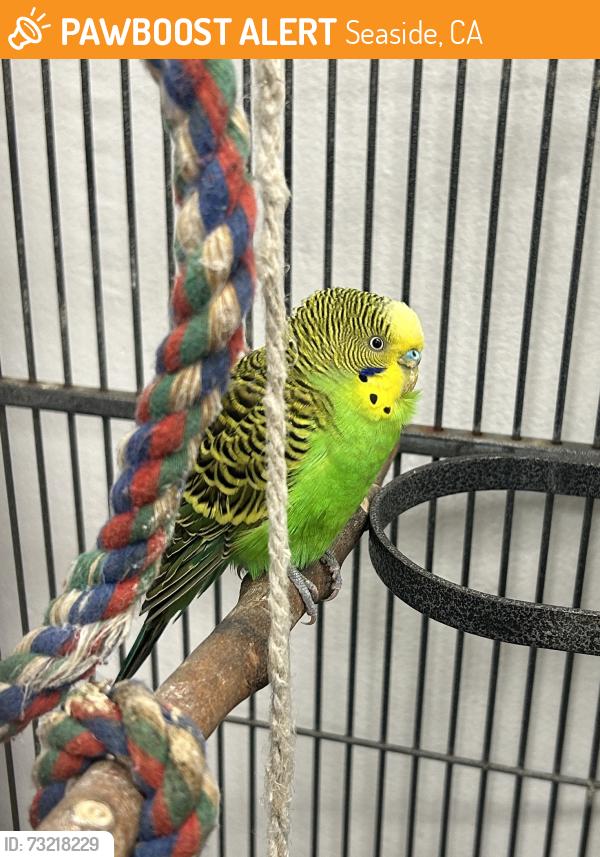 Rehomed Unknown Bird last seen Noche Buena and elm, Seaside, CA 93955
