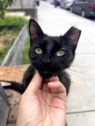 Found/Stray Female Cat last seen Clearfield and Tulip St, Philadelphia, PA 19134