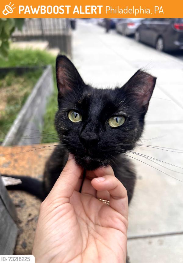 Found/Stray Female Cat last seen Clearfield and Tulip St, Philadelphia, PA 19134