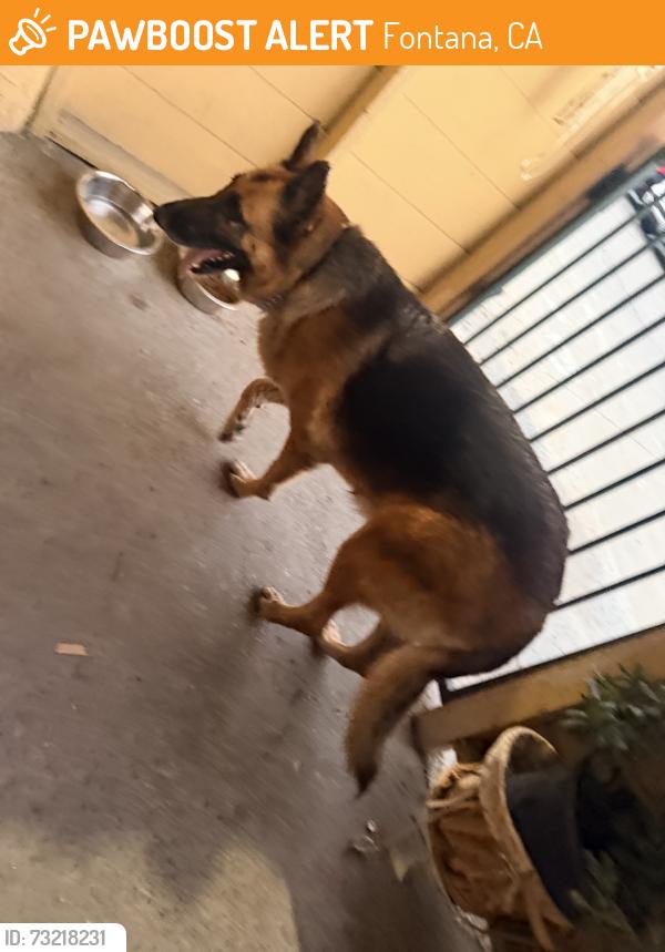 Found/Stray Female Dog last seen San Bernardino Ave, Fontana, CA 92336