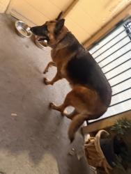 Found/Stray Female Dog last seen San Bernardino Ave, Fontana, CA 92336