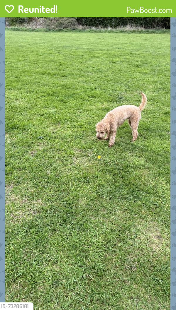 Reunited Female Dog last seen Hickory’s Wrexham, Wrexham Principal Area, Wales 