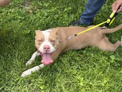 Reunited Female Dog last seen Hurdle Drive, Chesapeake, VA 23322
