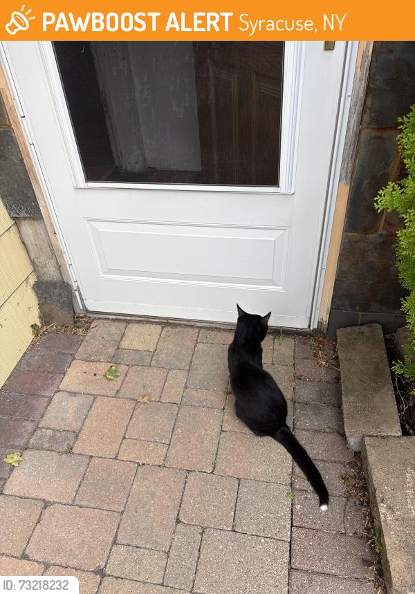 Found/Stray Female Cat last seen Willis and Erie st, Syracuse, NY 13204