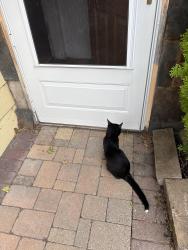 Found/Stray Female Cat last seen Willis and Erie st, Syracuse, NY 13204