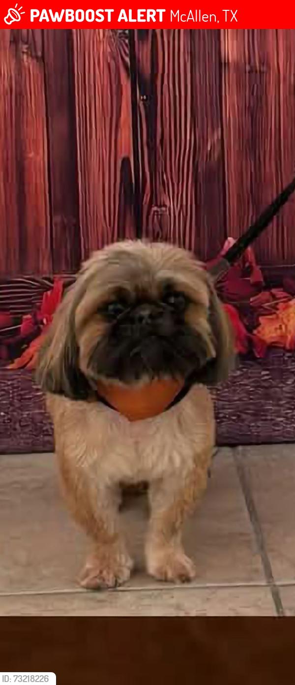 Lost Female Dog last seen 29th, lark, ware rd., McAllen, TX 78504