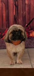 Lost Female Dog last seen 29th, lark, ware rd., McAllen, TX 78504