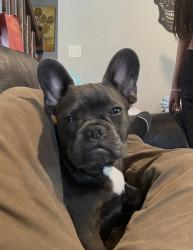 Reunited Male Dog last seen Toperwein, Converse, TX 78109