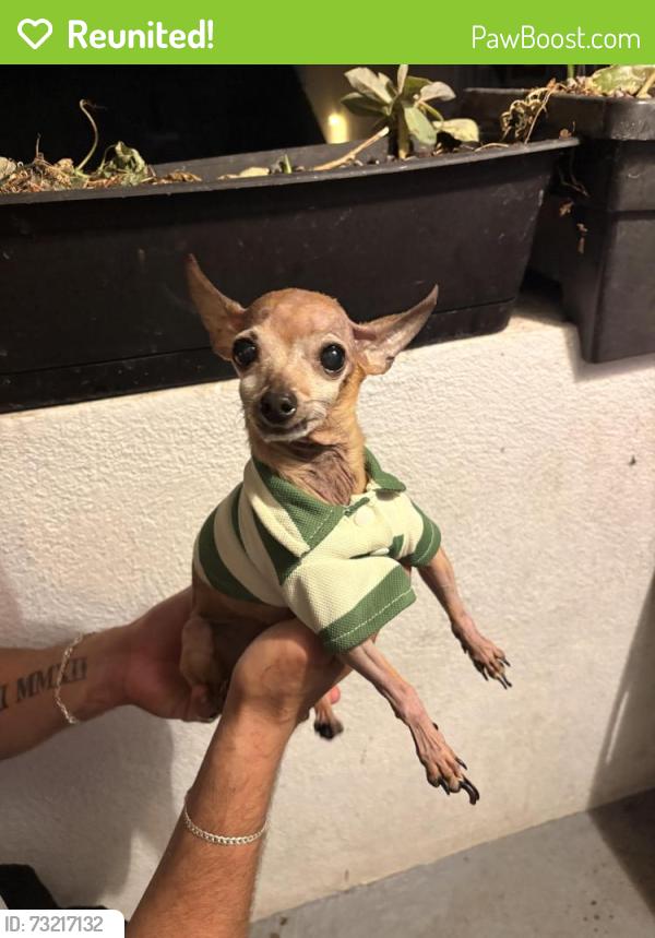 Reunited Male Dog last seen Gardena & S Budlong, Gardena, CA 90247