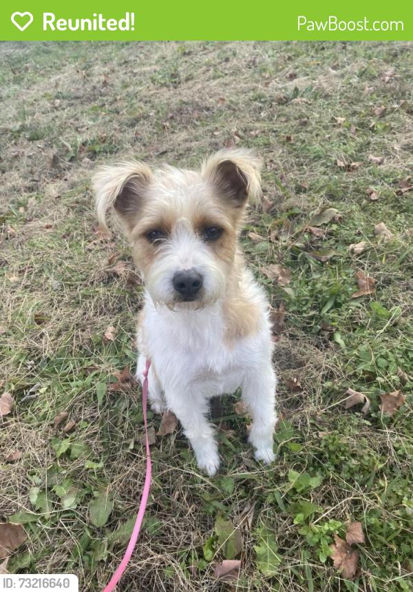 Reunited Female Dog last seen Jeff rd nw, Huntsville, AL 35805