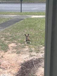 Found/Stray Male Dog last seen Pine Isle Ct, Mobile, AL 36618