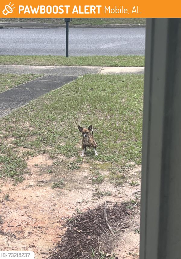 Found/Stray Male Dog last seen Pine Isle Ct, Mobile, AL 36618