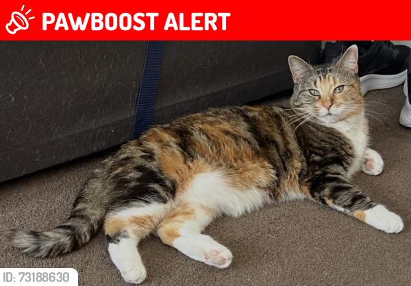 Lost Female Cat last seen City Road, West Midlands, England 
