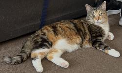 Lost Female Cat last seen City Road, West Midlands, England 