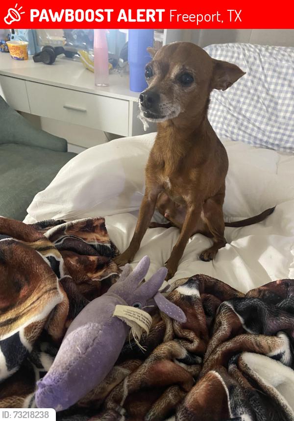 Lost Male Dog last seen west 5th st closest to on the river restraunt, Freeport, TX 77541