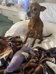 Lost Male Dog last seen west 5th st closest to on the river restraunt, Freeport, TX 77541