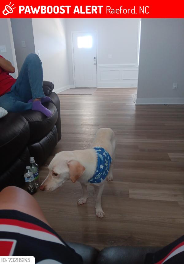 Lost Male Dog last seen Brookstone homes, Raeford, NC 28376