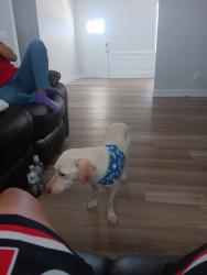 Lost Male Dog last seen Brookstone homes, Raeford, NC 28376