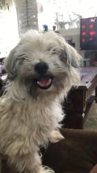 Lost Male Dog last seen clay Canyon and briarwood, Corona, CA 92883