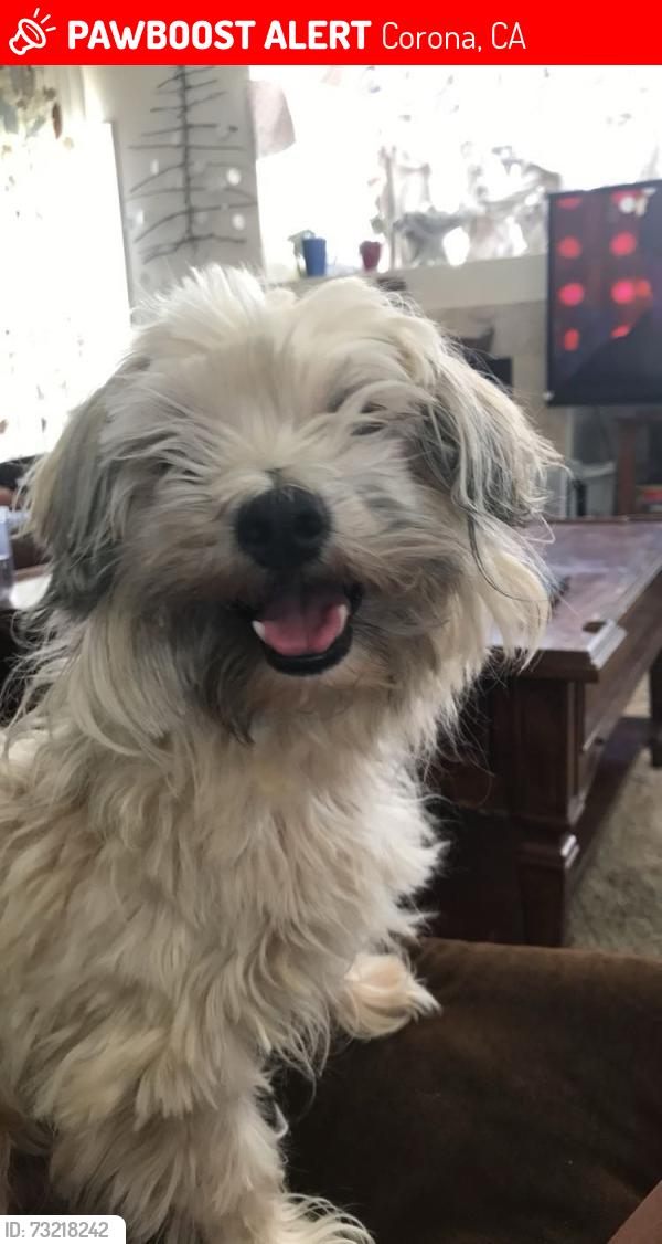 Lost Male Dog last seen clay Canyon and briarwood, Corona, CA 92883