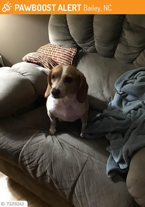 Found/Stray Female Dog last seen Deans Street & Green Street, Bailey, NC 27807