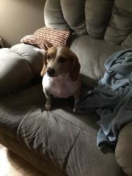 Found/Stray Female Dog last seen Deans Street & Green Street, Bailey, NC 27807