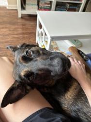 Shelter Stray Female Dog last seen Near Berline Drive Lithonia, 30038, 30038, GA, 3280 Chamblee Dunwoody Rd, Chamblee, GA 30341, USA