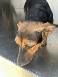 Shelter Stray Female Dog last seen Near E JESSAMINE ST, Central District, TX, 355 Hillshire Dr, Haslet, TX 76052, USA