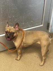 Shelter Stray Male Dog last seen Near Waterford Drive Atlanta, 30338, 30338, GA, 3280 Chamblee Dunwoody Rd, Chamblee, GA 30341, USA