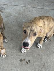 Shelter Stray Female Dog last seen Near E JESSAMINE ST, Central District, TX, 355 Hillshire Dr, Haslet, TX 76052, USA