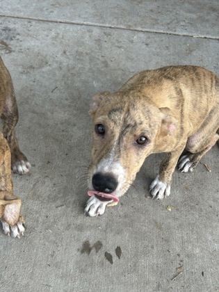 Shelter Stray Female Dog last seen Near E JESSAMINE ST, Central District, TX, 355 Hillshire Dr, Haslet, TX 76052, USA