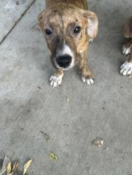 Shelter Stray Female Dog last seen Near E JESSAMINE ST, Central District, TX, 355 Hillshire Dr, Haslet, TX 76052, USA