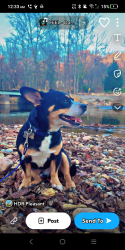 Lost Male Dog last seen Mountain View Rd, Hays, NC 28635