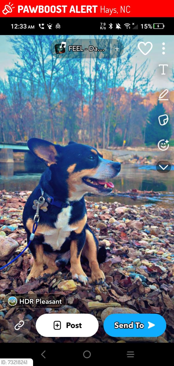 Lost Male Dog last seen Mountain View Rd, Hays, NC 28635
