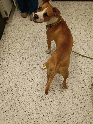 Shelter Stray Female Dog last seen Landrum Dr and Harbin Rd SW, Atlanta, GA, 1251 Fulton Industrial Blvd NW, Atlanta, GA 30336, USA