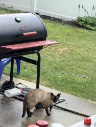 Found/Stray Unknown Cat last seen East gate lane and Veterans hwy, Willingboro, NJ 08046