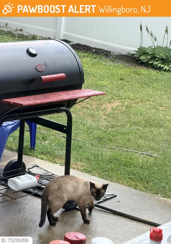 Found/Stray Unknown Cat last seen East gate lane and Veterans hwy, Willingboro, NJ 08046