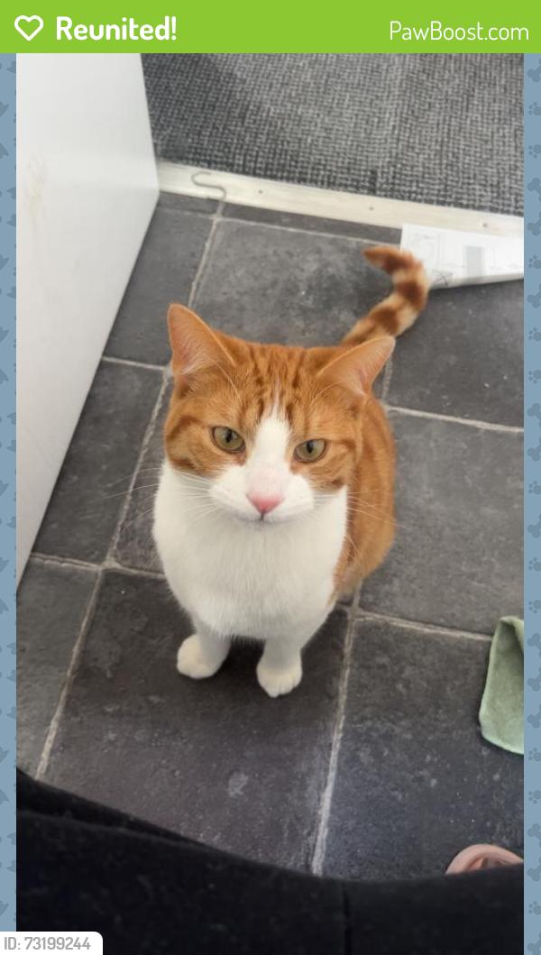 Reunited Male Cat last seen Stones lane golcar, Golcar, England 