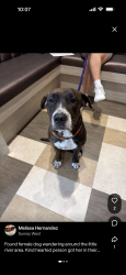 Found/Stray Female Dog last seen Little river, West Little River, FL 33147