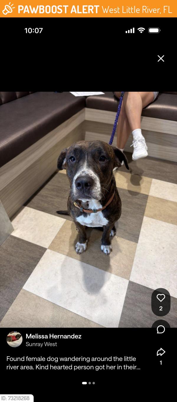 Found/Stray Female Dog last seen Little river, West Little River, FL 33147