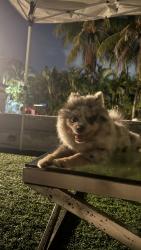 Reunited Male Dog last seen Near Th y nw 103 rd st, Miami, FL 33147
