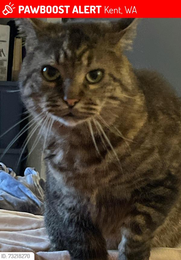 Lost Male Cat last seen Crow and Willis, Kent, WA 98032