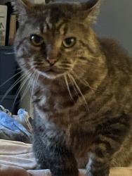 Lost Male Cat last seen Crow and Willis, Kent, WA 98032