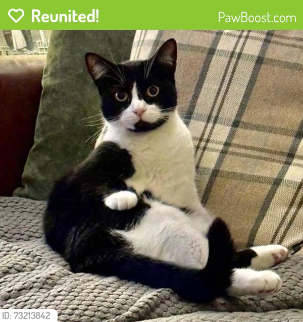 Reunited Female Cat last seen Near Dials, Brighton and Hove, England BN1 3PQ