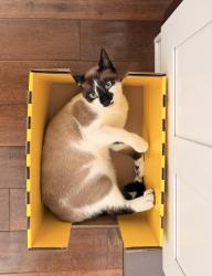 Reunited Male Cat last seen Frame St, Irvine, CA 92618