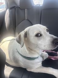 Found/Stray Female Dog last seen Rangeview dr, Katy, Katy, TX 77450
